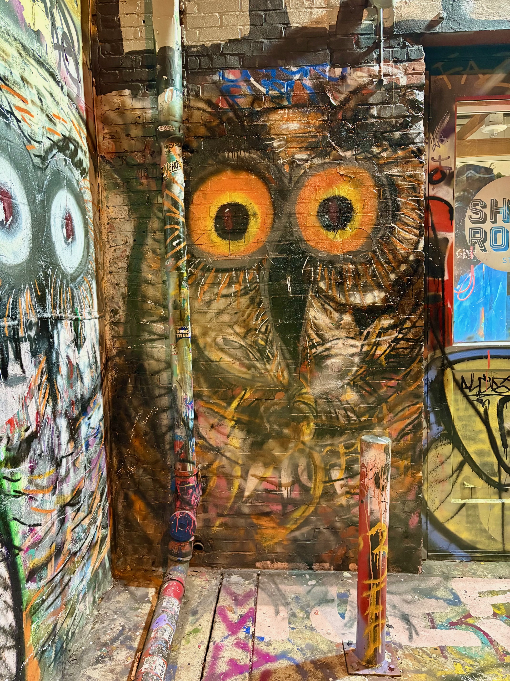 Owl