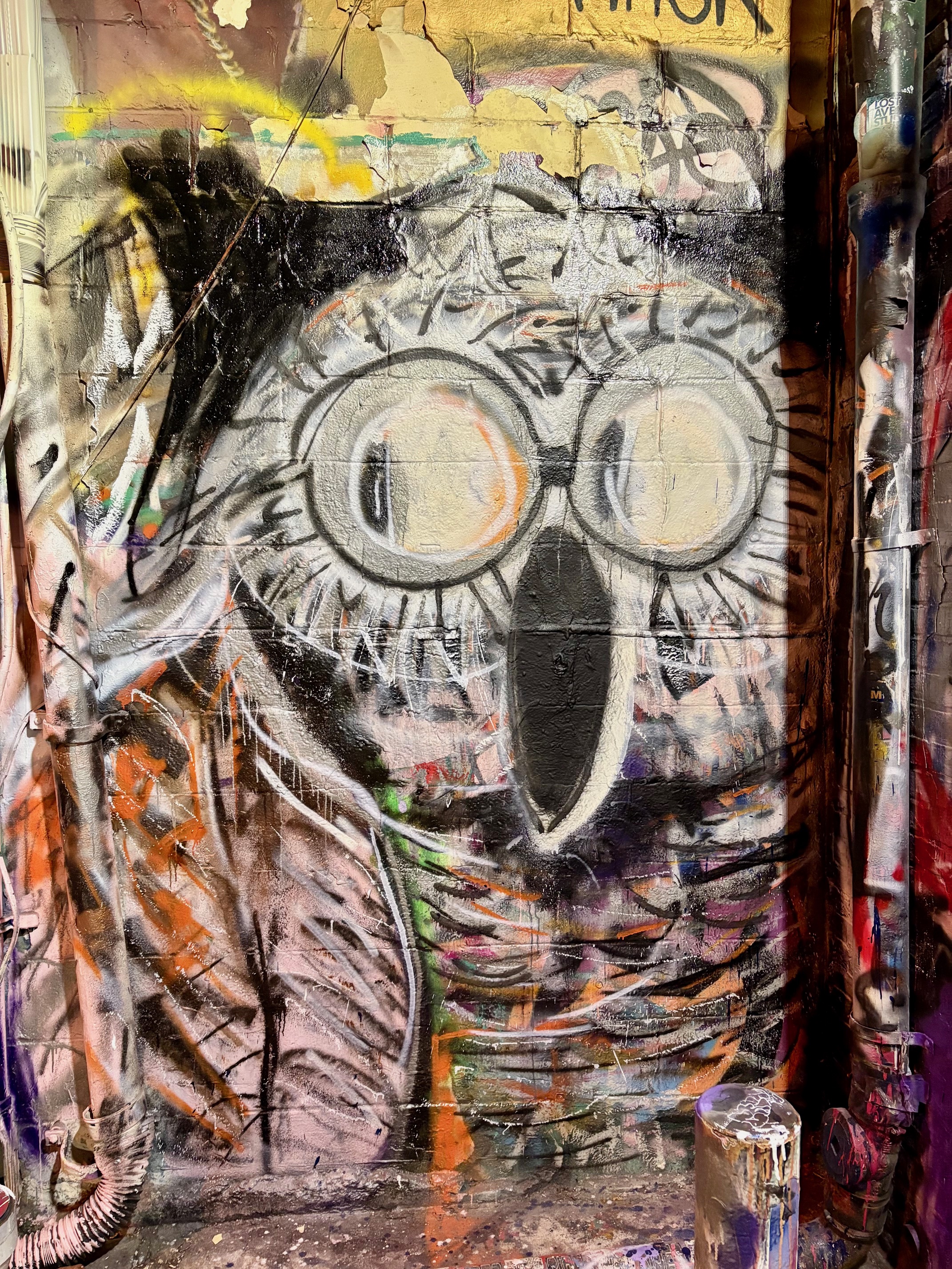 Owl